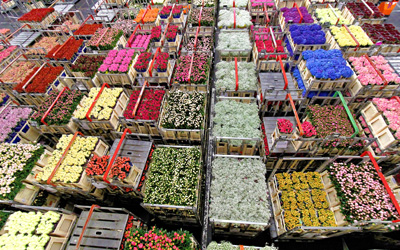 Ruijs Travel-Netherlands-Aalsmeer-Flower Auction